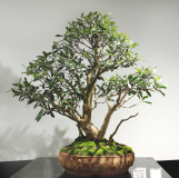 1 Tristaniopsis laurina, Water gum