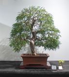2 Agonis flexuosa, Willow myrtle