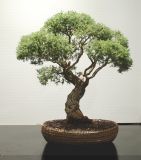 3 Melaleuca incana, Grey honeymyrtle