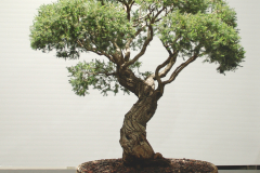 3 Melaleuca incana, Grey honeymyrtle