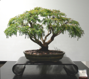 4 Sannantha bidwillii syn Sannantha virgata