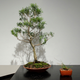 6 Melaleuca gibbosa, Slender honeymyrtle