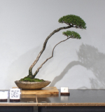 7 Melaleuca linariifolia, Snow-in-Summer