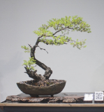 8 Kunzea ambigua, White kunzea