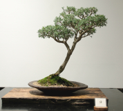 9 Kunzea peduncularis, Burgan