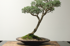 9 Kunzea peduncularis, Burgan