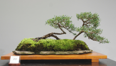 10 Leptospermum laevigatum, Coastal tea tree
