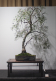 12 Eucalyptus pulchella, Tasmanian white peppermint
