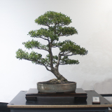 13 Leptospermum laevigatum, Coastal tea tree