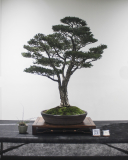 14 Melaleuca- ericifolia, Swamp paperbark