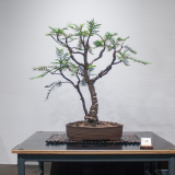 15 Wollemia nobilis, Wollemi pine