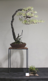 16 Allocasuarina littoralis, Black sheoak