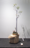 17 Allocasuarina littoralis, Black sheoak