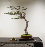 18 Leptospermum trinervium, Flaky-barked tea tree-