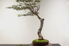 18 Leptospermum trinervium, Flaky-barked tea tree-