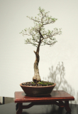 19 Melaleuca bracteata, River, or Black, tea tree "Revolution Green"