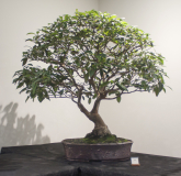 20 Lophostemon confertus, Brush box