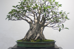 43 Ficus rubiginosa, Port Jackson fig