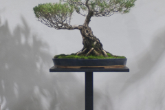46 Melaleuca linariifolia, Paperbark "Claret Tops"