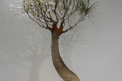 47 Brachychiton rupestris, Queensland bottle tree