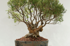 49 Leptospermum continentale, Prickly tea tree