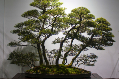 57 Melaleuca lanceolata, Moonah
