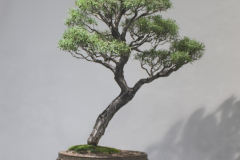 58 Leptospermum nitidum, Tea tree "Copper Sheen"