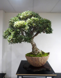 61a Banksia marginata, Silver banksia