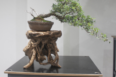 61b Leptospermum laevigatum, Coastal tea tree