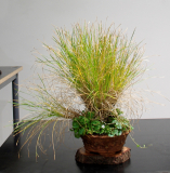 61c Lomandra confertifolia, native grass