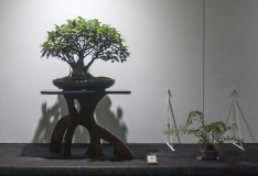 62 Ficus microcarpa, Curtain, or Banyan, fig