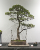 63 Melaleuca bracteata, River, or Black, tea tree