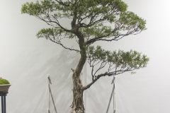 63 Melaleuca bracteata, River, or Black, tea tree