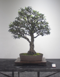 64 Banksia integrifolia, Coast banksia