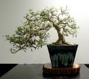 65 Ficus rubiginosa, Port Jackson fig