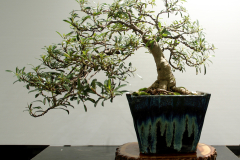 65 Ficus rubiginosa, Port Jackson fig