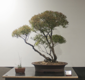 66 Melaleuca linariifolia, Paperbark "Claret Tops"