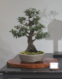 68 Banksia canei, Mountain banksia