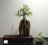 69 Ficus rubiginosa, Port Jackson fig