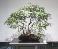 70 Nothofagus cunninghamii, Myrtle beech