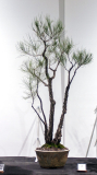71 Allocasuarina torulosa, Rose sheoak