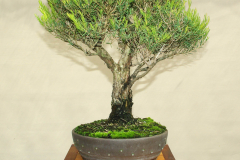 3-Melaleuca-linariifolia