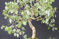 13-Eucalyptus-polyanthemos