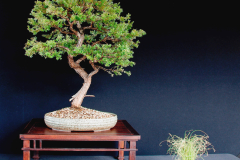 17-Leptospermum-lanigerum
