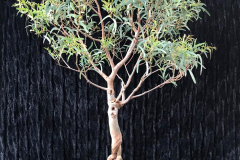 20-Eucalyptus-mannifera