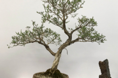 16-Melaleuca-decussata