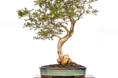 16-Melaleuca-ericifolia