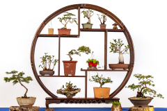 22 Ficus pandorea Corkscrew rush dwarf trigger plant