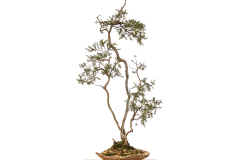 26 Leptospermum polygalifolium montanum