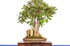 41 Ficus rubiginosa
